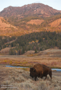 YELLOWSTONE & GRAND TETON NATIONAL PARK